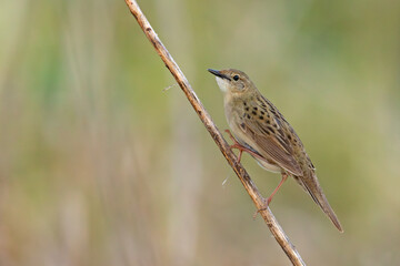 Świerszczak (Locustella naevia)