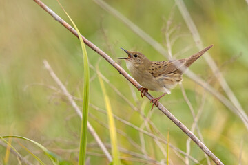 Świerszczak (Locustella naevia)