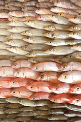 Colorful rows of fresh fish arranged neatly for seafood market.
