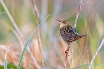 Świerszczak (Locustella naevia)