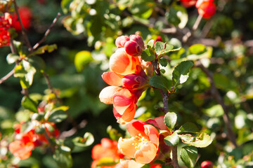 Orange flowers brunch. Beautiful look at peach quince flowering along a branch. The sun shines beautifully through the delicate orange petals surrounded by green leaves