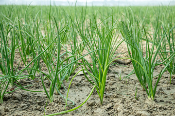 Onion seedlings, slender and grass like, rise in neat green rows from dark soil