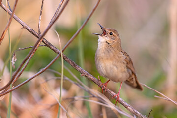 Świerszczak (Locustella naevia)