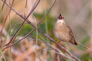 Świerszczak (Locustella naevia)