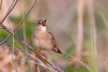 Świerszczak (Locustella naevia)