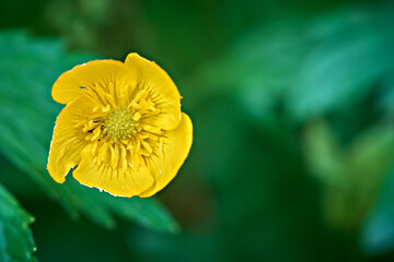Close-up of yellow buttercup flower on blurred background. There is space for text