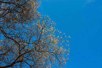 Looking up trees blowing in the wind with blue sky. Blue sky in daytime is beautiful. Branch of spring tree is beautiful bright green leaf. Copy space for template