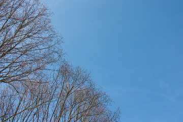 Looking up trees blowing in the wind with blue sky. Blue sky in daytime is beautiful. Branch of spring tree is beautiful bright green leaf. Copy space for template