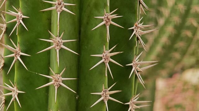 Close up of prickly the cactus.