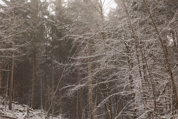 dettagli degli alberi leggermente congelati e avvolti dalla foschia, in un bosco di montagna nella...
