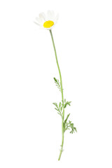 One beautiful chamomile flower on white background