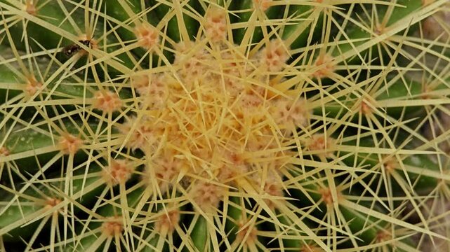 Close up of prickly cactus. Top view.
