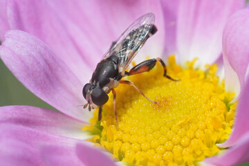 Closeup on a thick-legged hover fly, Syritta pipiens on a pink Cosmos flower