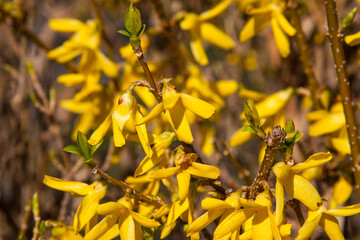 Macro photo of forsythia flowers. Yellow blooming texture on warm yellow background, flowering...
