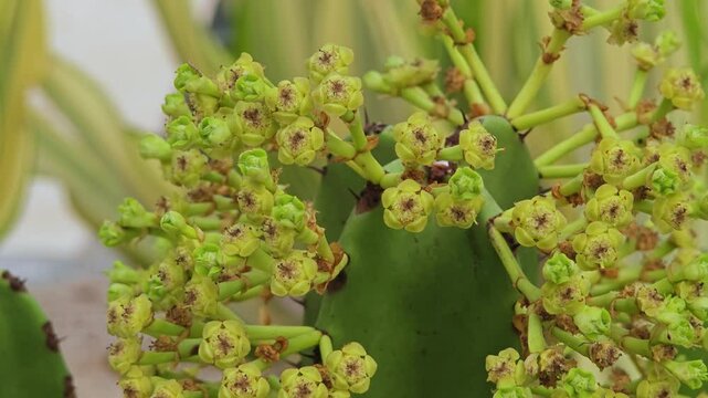 Cactus flower in big bend.
