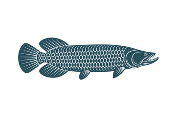 Arapaima vector Art & Illustration