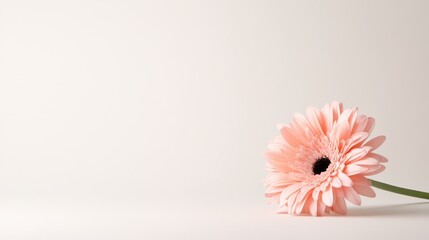 A beautifully soft pink Gerbera daisy flower is elegantly positioned against a plain background, capturing the essence of natural beauty and floral aesthetics in a minimalist style.