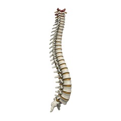 Anatomical Rendering of a Human Spinal Column with Vertebrae and Discs
