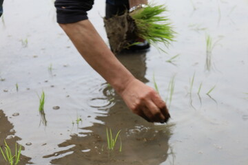 田植えをする人