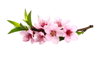 branch of peach tree full of flowers isolated on transparent background