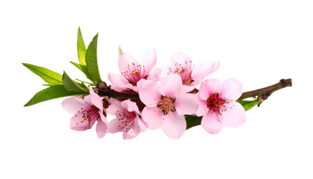 branch of peach tree full of flowers isolated on transparent background