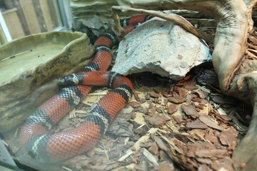 Lampropeltis triangulum sinaloae black and red striped snake in an aquarium terrarium