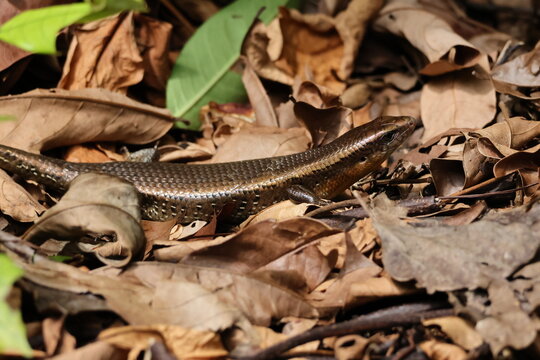 Scaly Golden Brown Lizard - Common Sun Skink/Many-lined Sun Skink (Eutropis multifasciata) on the ground, amidst the fallen leaves on the forest floor. Note the shiny scales.