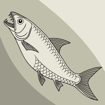 Detailed vector illustration of the Candiru (vampire fish), showcasing its unique anatomy. Ideal for educational, scientific, and creative projects.

