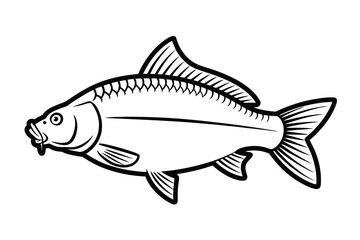 Common Carp Outline Art & Illustration