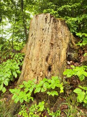 Large tree stump sits in a lush green forest