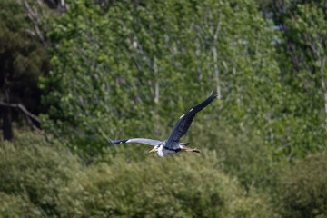 Grey heron flying over lagoa pequena interpretive space in sesimbra, portugal