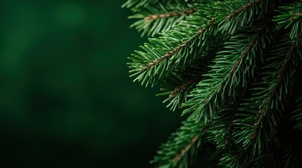 A stunning close-up of evergreen fir branches, showcasing the intricate detail and vibrant green hues, set against a dark background to evoke a sense of nature's tranquility.