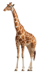Obraz premium Transparent PNG of a Giraffe – Isolated on White Background