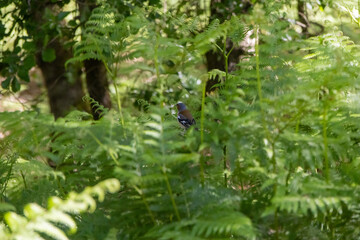 Chaffinch hiding in the ferns of tapada nacional de mafra, portugal