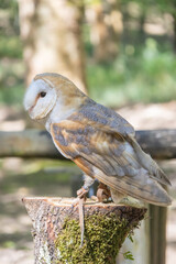 Barn owl perched on tree stump at tapada nacional de mafra