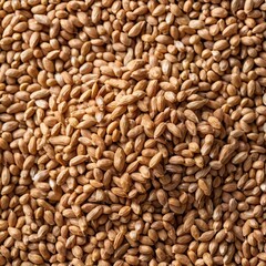 High-Quality Farro Grains Close-Up View of Organic Wheat Berries