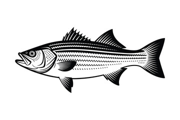Striped Bass Vector Art & Illustration, Fish Vector Design on a white background