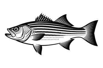 Striped Bass Vector Art & Illustration, Fish Vector Design on a white background