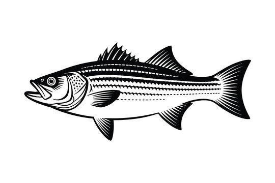 Striped Bass Vector Art & Illustration, Fish Vector Design on a white background