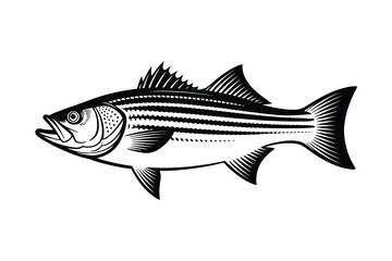 Striped Bass Vector Art & Illustration, Fish Vector Design on a white background