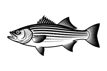 Striped Bass Vector Art & Illustration, Fish Vector Design on a white background