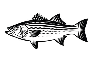 Striped Bass Vector Art & Illustration, Fish Vector Design on a white background