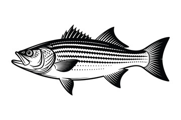 Striped Bass Vector Art & Illustration, Fish Vector Design on a white background