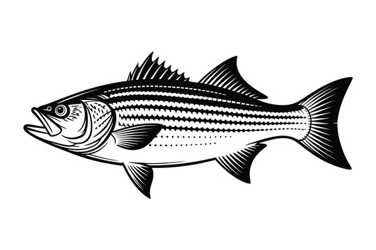 Striped Bass Vector Art & Illustration, Fish Vector Design on a white background