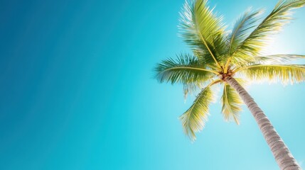 A majestic palm tree stands tall against a bright blue sky, evoking feelings of tranquility and warm summer days, ideal for those seeking escape and relaxation in nature's beauty.