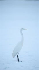 Obraz premium A solitary white egret stands on snow-covered ground, its long legs and neck stretching into the distance, against a clear, pale blue backdrop.