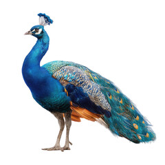  Majestic Blue Peacock &ndash; Transparent Background
