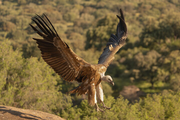 Eurasian griffon vulture - Gyps fulvus fulvus landing with spanned wings on rock at green background. Photo from Sierra de Gredos Mountain in Spain.