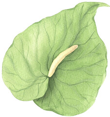 Watercolor hand painted tropical leaf. Green jungle foliage clip art perfect for summer wedding invitation and party card making