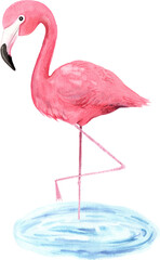 Watercolor hand painted tropical pink flamingo bird. Bright jungle exotic clip art perfect for summer wedding invitation and party card making